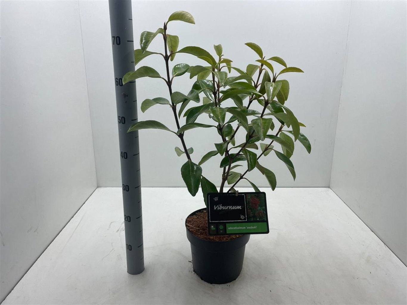 Viburnum odoratissimum awabuki - C4